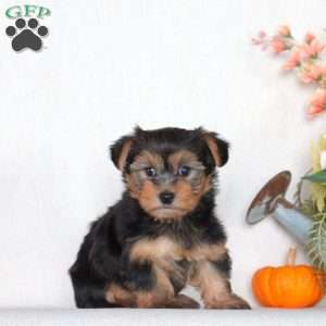 Captain, Yorkie Puppy