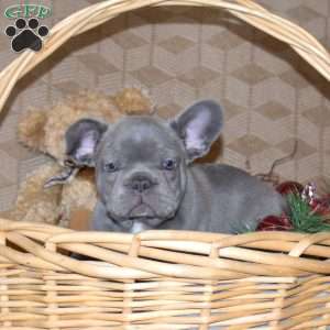 Captain, French Bulldog Puppy
