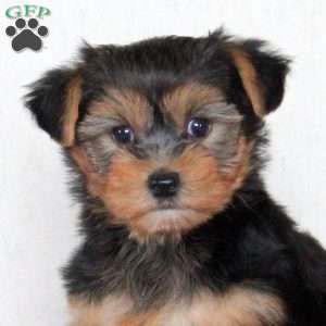 Captain, Yorkie Puppy