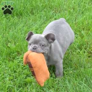 Captain, French Bulldog Puppy
