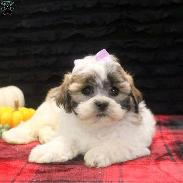 Cara, Teddy Bear Puppy