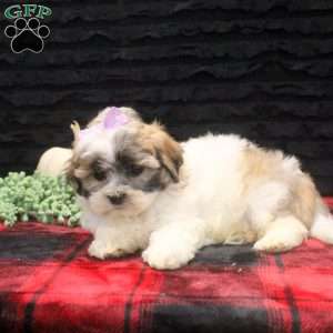 Cara, Teddy Bear Puppy