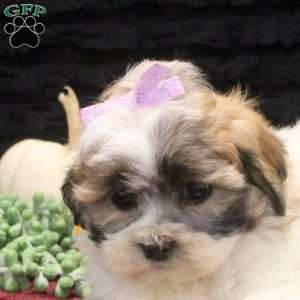 Cara, Teddy Bear Puppy