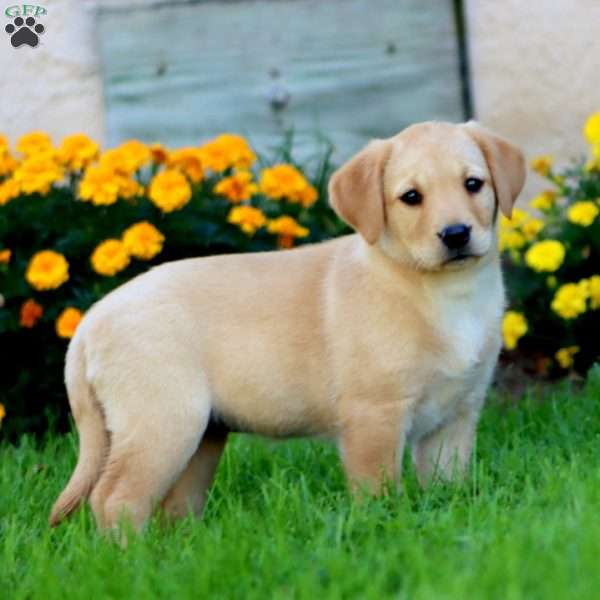 Carla, Fox Red Labrador Retriever Puppy
