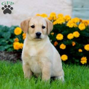 Carla, Fox Red Labrador Retriever Puppy
