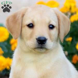 Carla, Fox Red Labrador Retriever Puppy