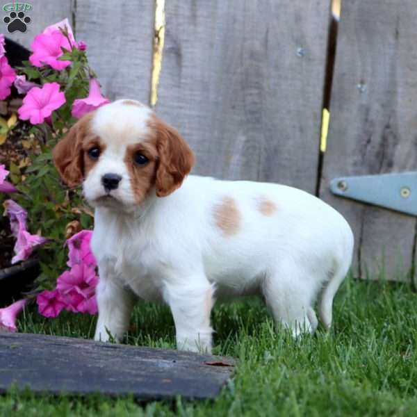 Carmel, Cavapoo Puppy