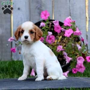 Carmel, Cavapoo Puppy