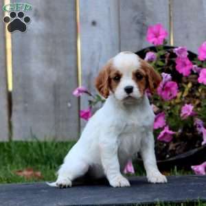 Carmel, Cavapoo Puppy
