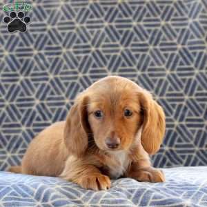 Carmen, Dachshund Puppy