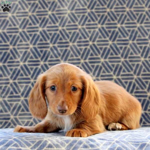 Carmen, Dachshund Puppy