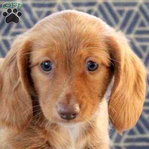 Carmen, Dachshund Puppy