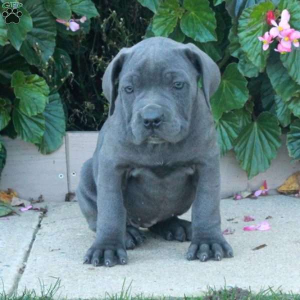 Carrie, Cane Corso Puppy