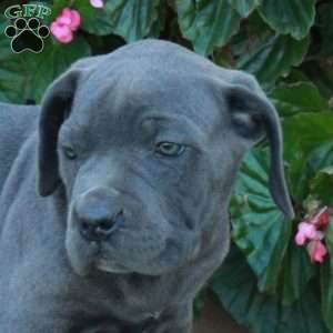 Carrie, Cane Corso Puppy