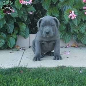 Carrie, Cane Corso Puppy