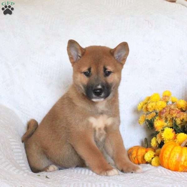 Carson, Shiba Inu Puppy