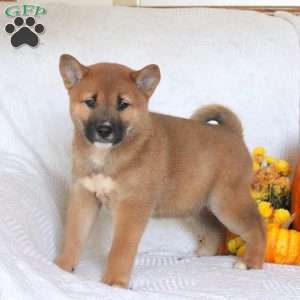 Carson, Shiba Inu Puppy