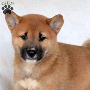Carson, Shiba Inu Puppy