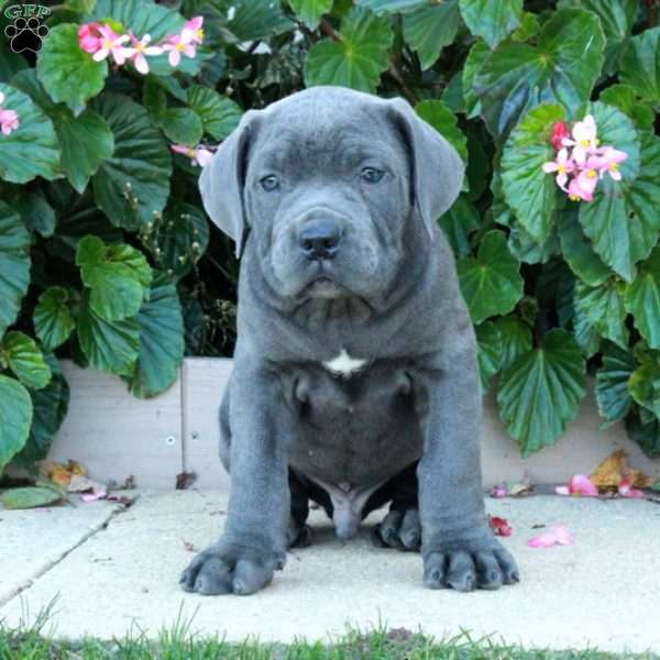 Carter, Cane Corso Puppy