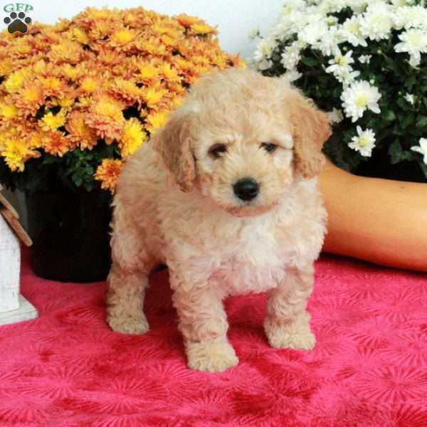 Carter, Cavapoo Puppy