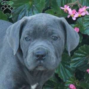 Carter, Cane Corso Puppy