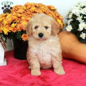 Carter, Cavapoo Puppy