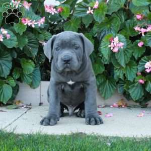 Carter, Cane Corso Puppy
