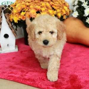 Carter, Cavapoo Puppy