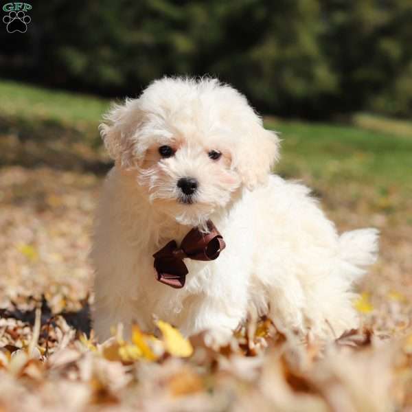 Casey, Maltipoo Puppy