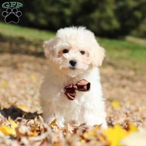 Casey, Maltipoo Puppy