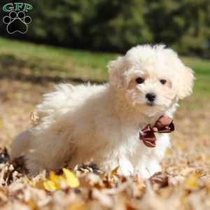 Casey, Maltipoo Puppy