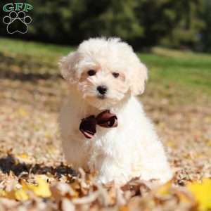 Casey, Maltipoo Puppy