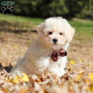 Casey, Maltipoo Puppy