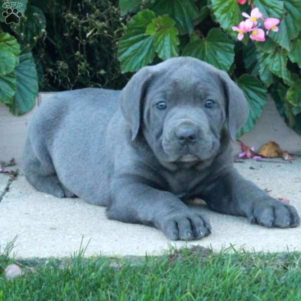 Casey, Cane Corso Puppy