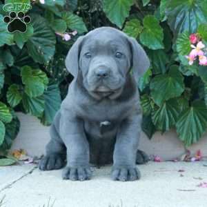 Casey, Cane Corso Puppy