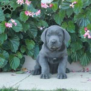 Casey, Cane Corso Puppy
