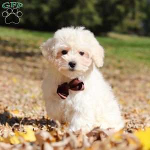 Casey, Maltipoo Puppy
