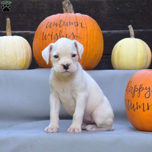 Cashmere, Boxer Puppy