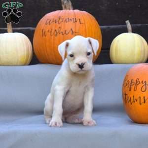 Cashmere, Boxer Puppy