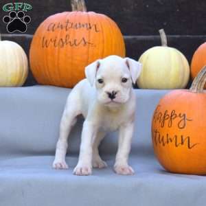 Cashmere, Boxer Puppy