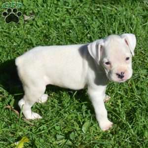 Cashmere, Boxer Puppy
