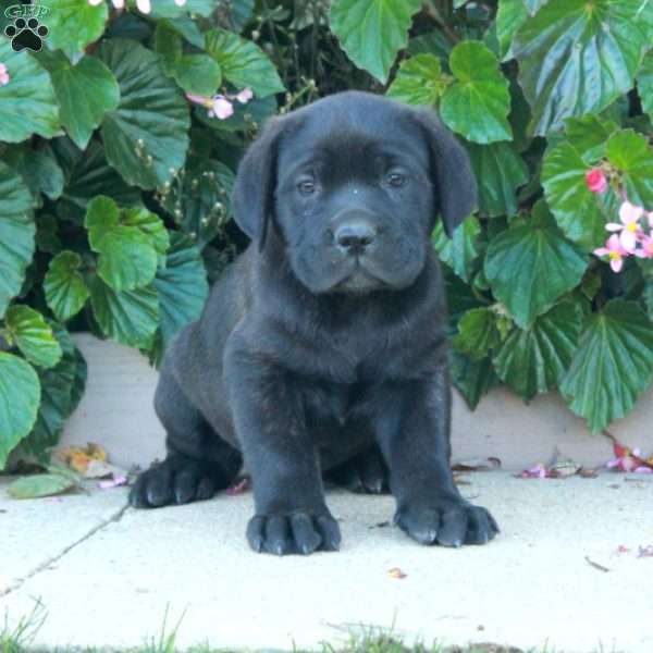 Casper, Cane Corso Puppy