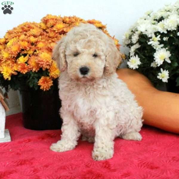 Casper, Cavapoo Puppy