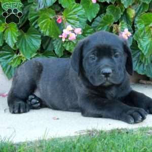Casper, Cane Corso Puppy