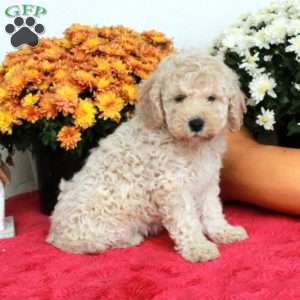 Casper, Cavapoo Puppy