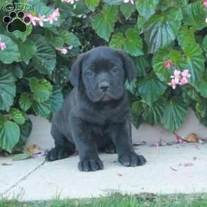 Casper, Cane Corso Puppy