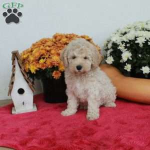 Casper, Cavapoo Puppy
