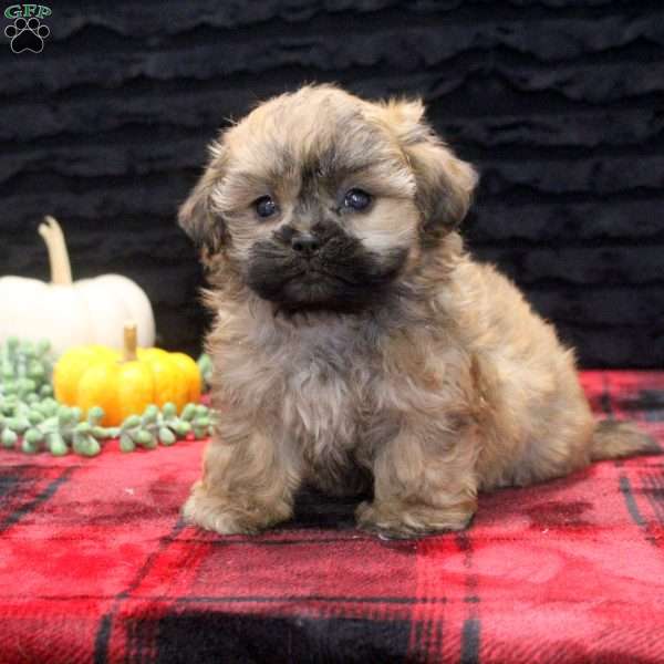 Caspian, Teddy Bear Puppy