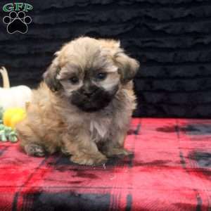 Caspian, Teddy Bear Puppy