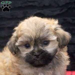 Caspian, Teddy Bear Puppy